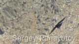 Video of Yellow-billed Chough - Yellow-billed Chough fly in the sky in Bulgarian mountains